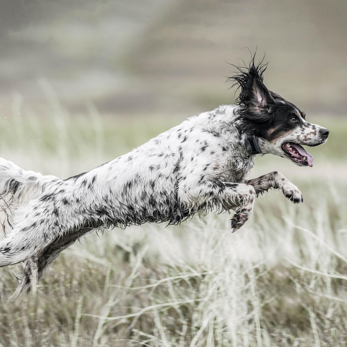 Remote Dog Trainer 1-Mile Range N80124