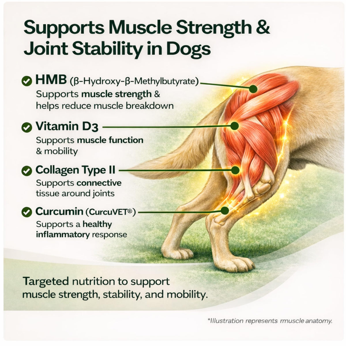 Healthy Muscle & Strength Powder for Dogs H941566